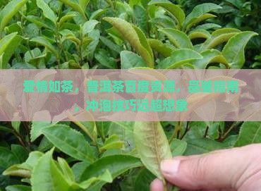 爱情如茶普洱茶百度资源