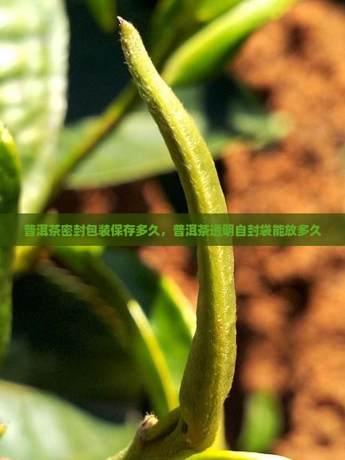 普洱茶透明茶自封袋能放多久