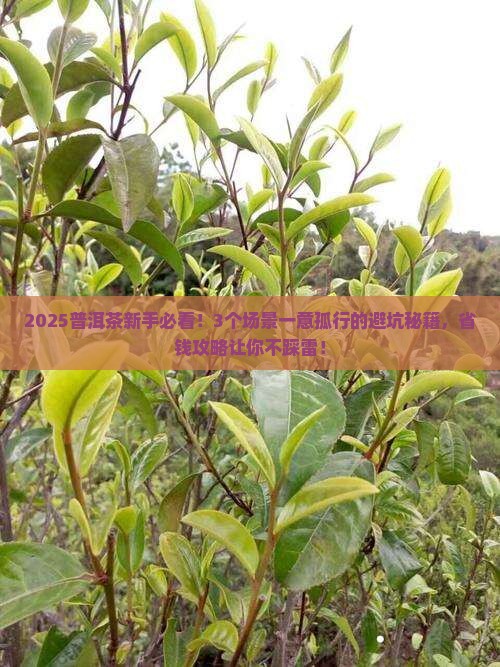 一意孤行普洱茶