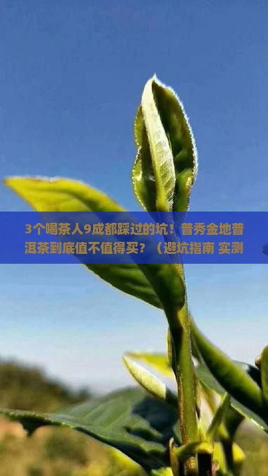 普秀金地普洱茶好吗