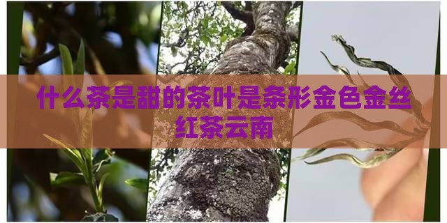 什么茶是甜的茶叶是条形金色