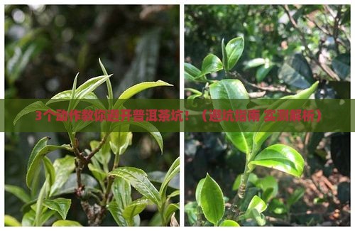 普洱茶如何辨别优劣