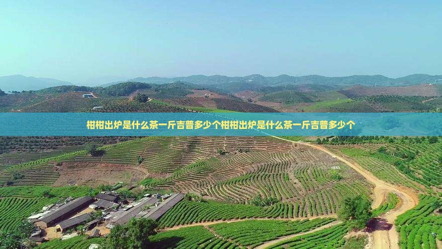 柑柑出炉是什么茶一斤吉普多少个