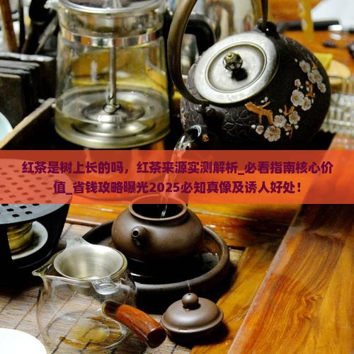 红茶是树上长的吗