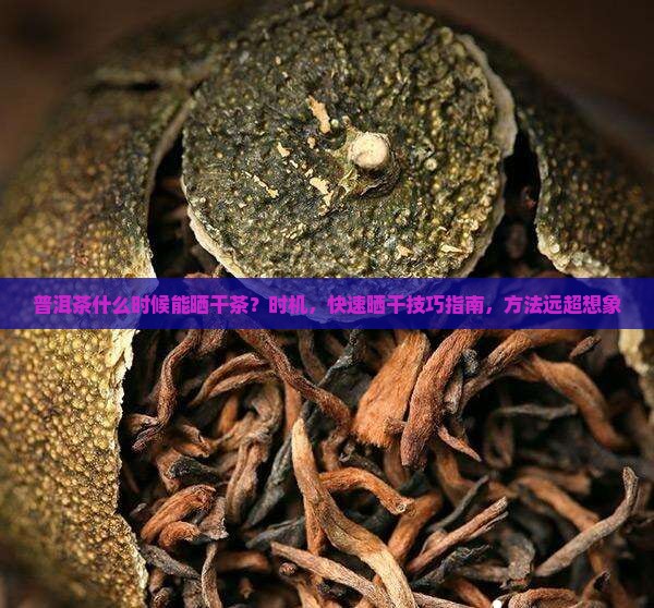 普洱茶什么时候能晒干茶
