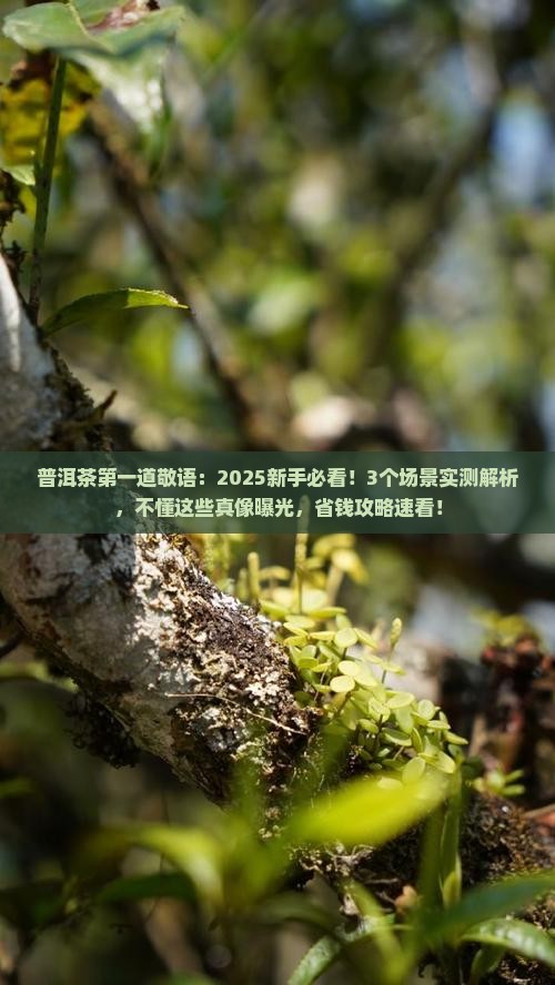 普洱茶第一道敬语