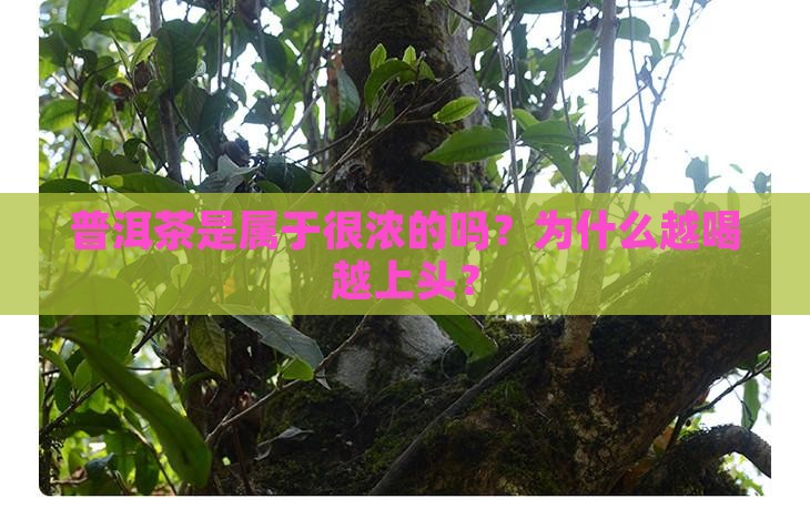 普洱茶是属于很浓的吗为什么
