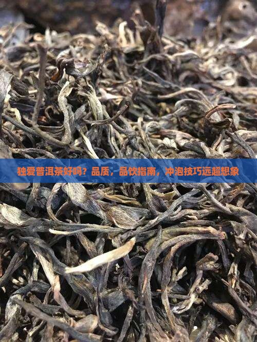 独爱普洱茶好吗
