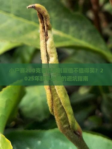 小户赛200克普洱茶