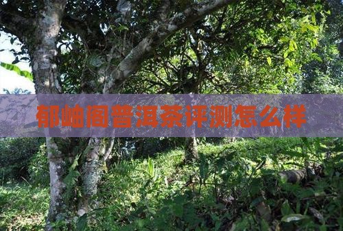郁岫阁普洱茶评测