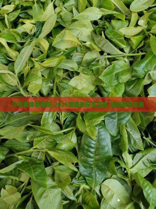 今年要像普洱茶
