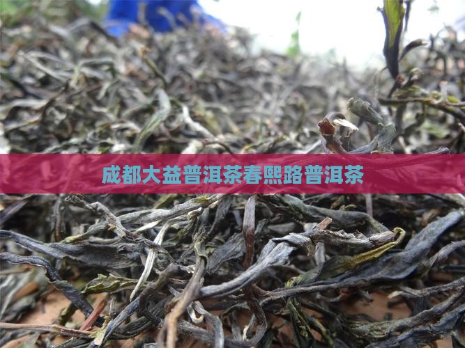 成都大益春熙路普洱茶