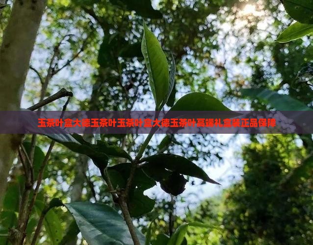 玉茶叶盒大德玉茶叶
