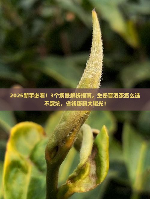 怎么看生普洱茶和熟普洱茶