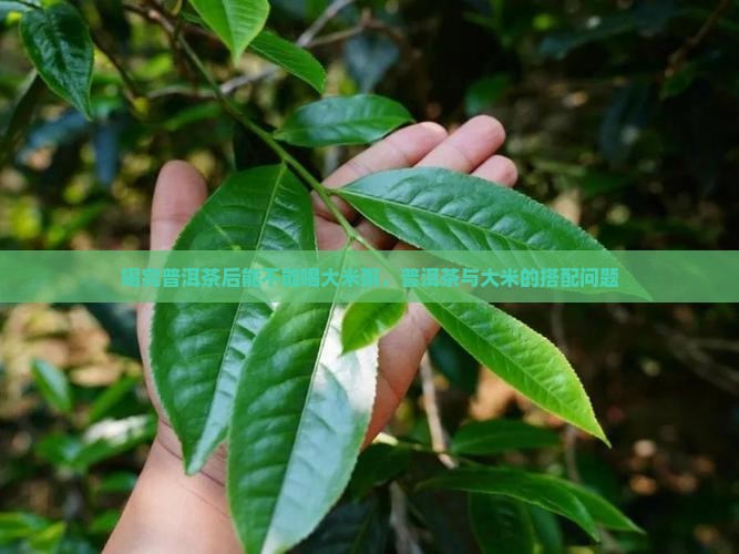 喝完普洱茶能不能喝大米粥
