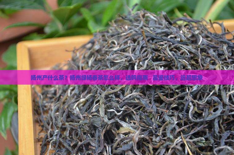 杨州产什么茶扬州绿杨春茶怎么样