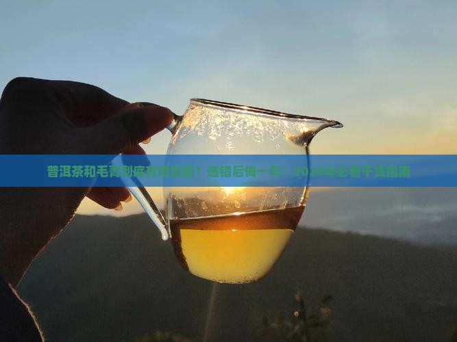 普洱茶和毛菁的区别