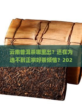 云南普洱茶哪里出