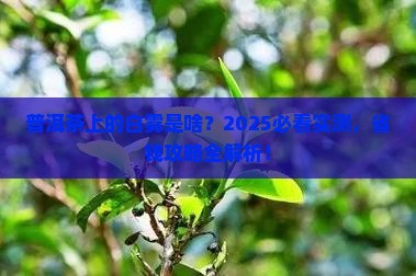 普洱茶上面漂浮着白雾