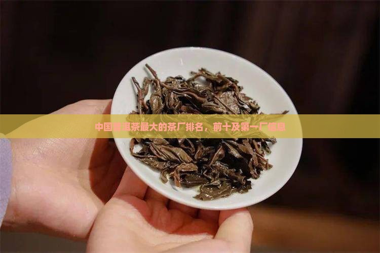 中国普洱茶最大的茶厂排名
