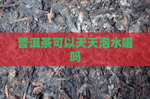 普洱茶可以天天泡水喝吗