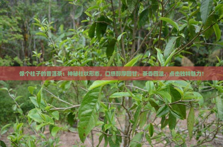 像个柱子的普洱茶