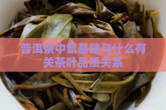 普洱茶中氨基酸与什么有关茶叶品质关系