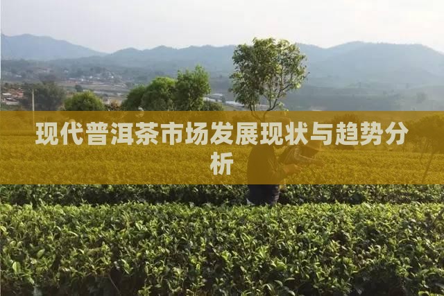 现代普洱茶市场发展现状与趋势分析