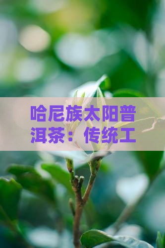 哈尼族太阳普洱茶：传统工艺与民族特色解析
