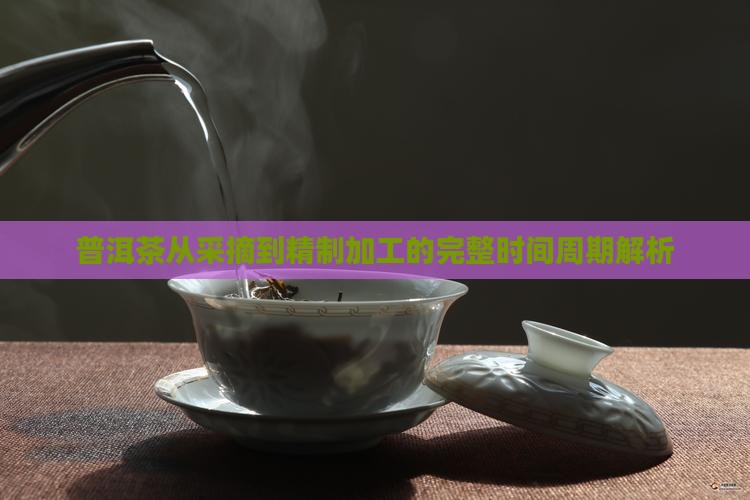 普洱茶从采摘到精制加工的完整时间周期解析
