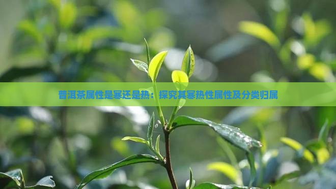 普洱茶属性是寒还是热：探究其寒热性属性及分类归属