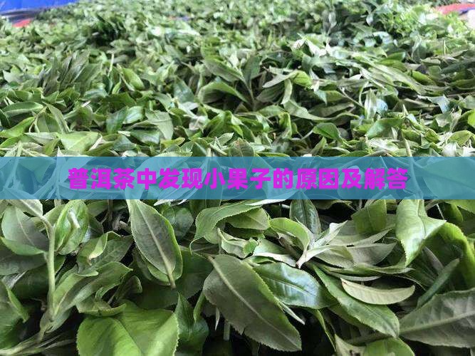 普洱茶中发现小果子的原因及解答