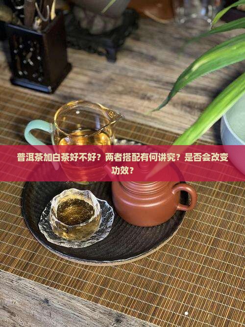 普洱茶加白茶好不好