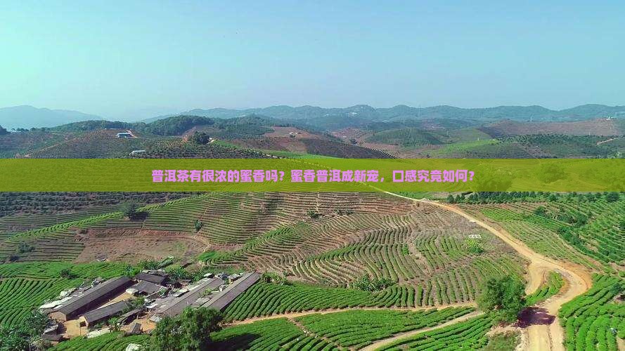 普洱茶有很浓的蜜香吗好吗
