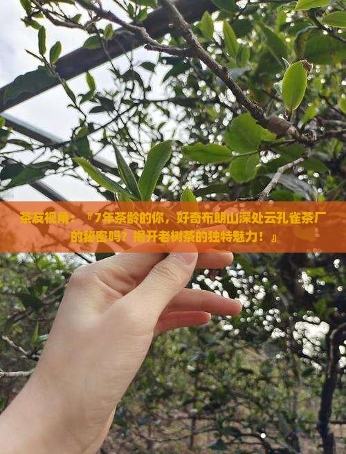 布朗山老树茶厂云孔雀