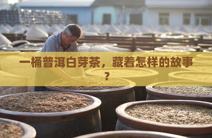 木桶装普洱茶白芽茶