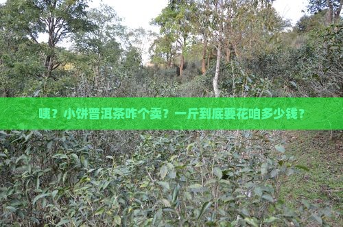 小饼普洱茶多少钱一斤