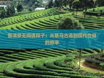 普洱茶无间道段子