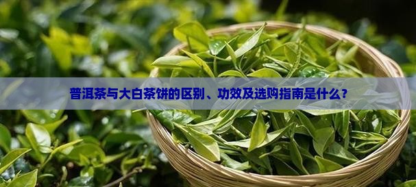 普洱茶大白茶饼