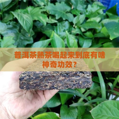 普洱茶熟茶的功效怎样