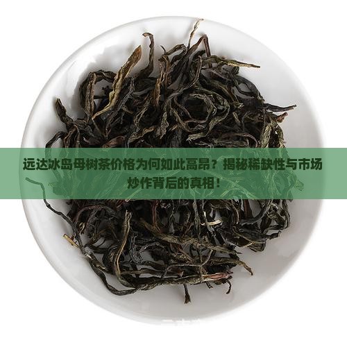 远达冰岛母树茶价格