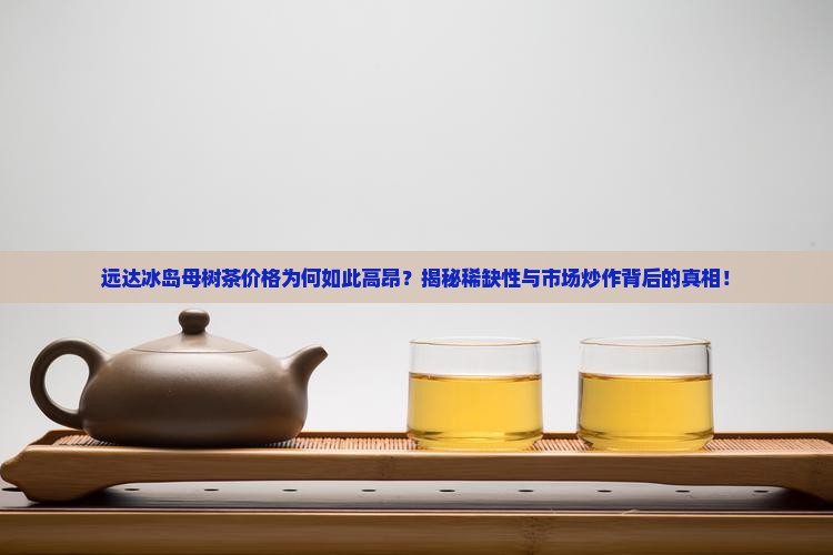 远达冰岛母树茶价格