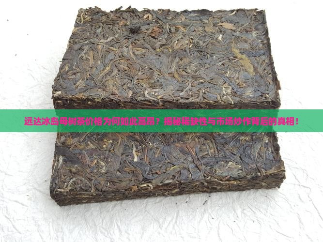 远达冰岛母树茶价格