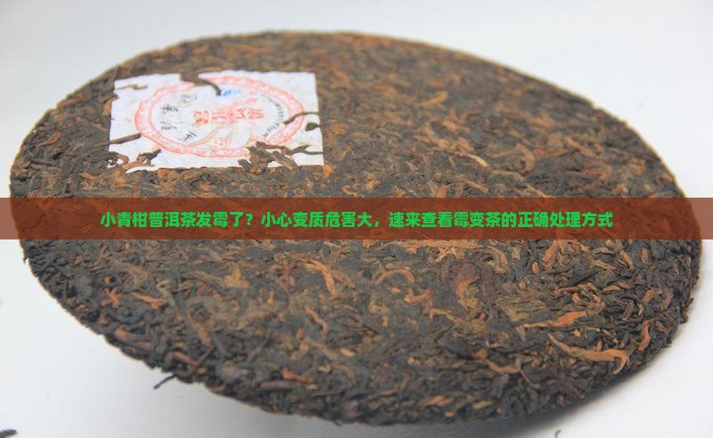 小青柑普洱茶发霉了