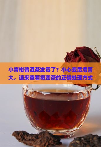 小青柑普洱茶发霉了