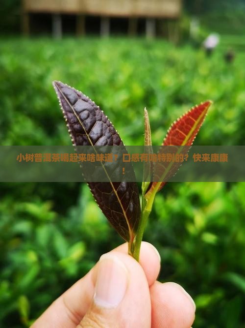 小树普洱茶的口感特点有哪些