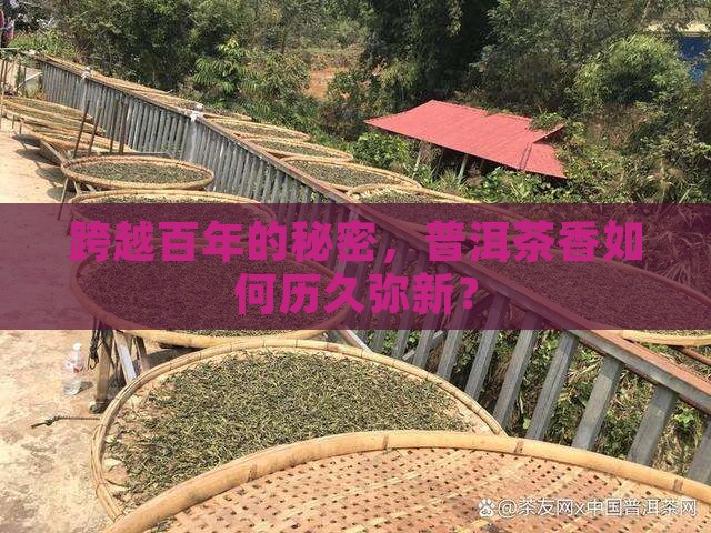 百年生香普洱茶