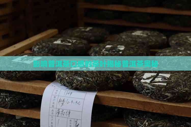 影响普洱茶口感的茶叶是什么