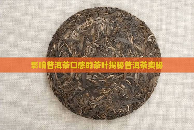 影响普洱茶口感的茶叶是什么