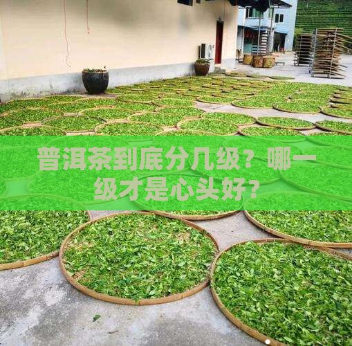 普洱茶分级有几级的茶